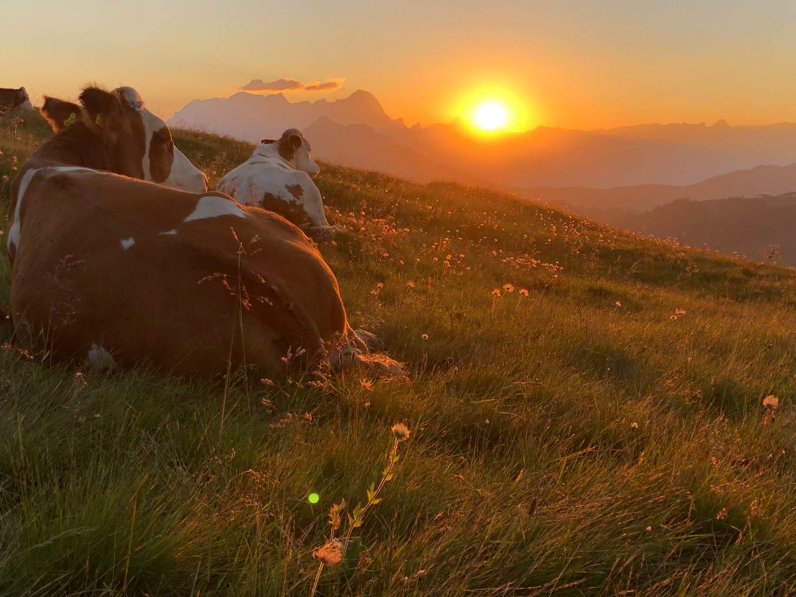 Sonnenuntergangswandertour von Bergsepp – fit & fun am Berg